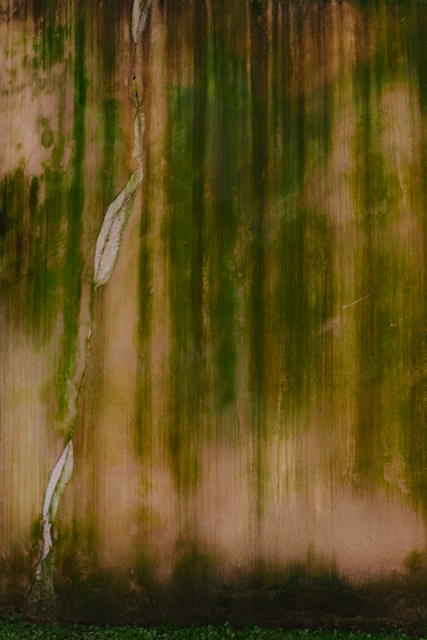 moss wall