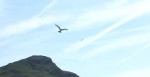 Robotic Seagull Attracts an Actual Flock of Seagulls