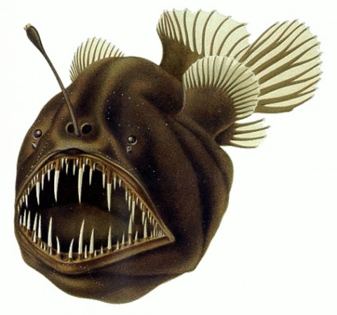 humpback anglerfish